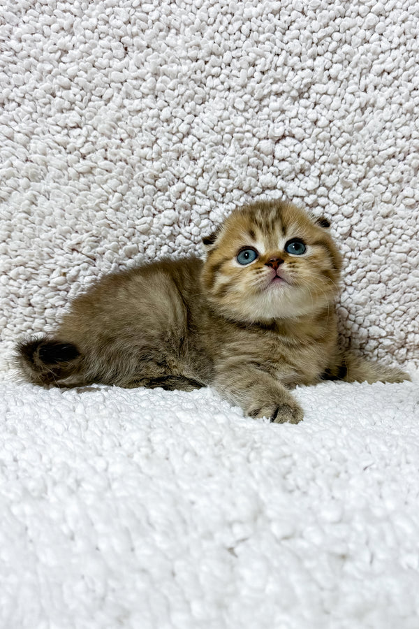 Samanta | Scottish Fold Kitten