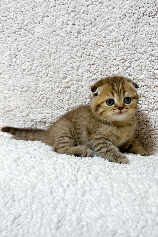 Samanta | Scottish Fold Kitten