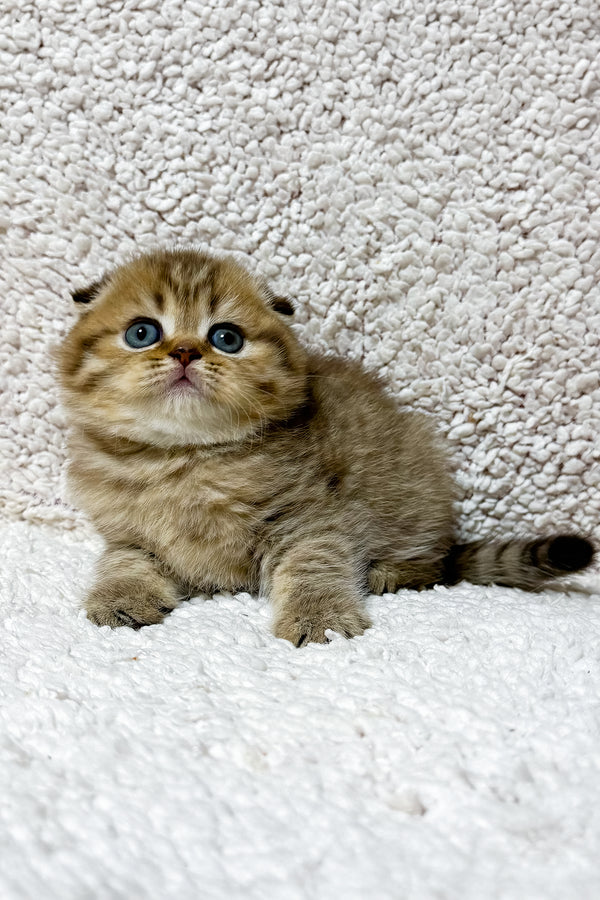 Samanta | Scottish Fold Kitten