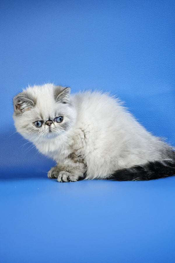 Samanta | Exotic Shorthair Kitten