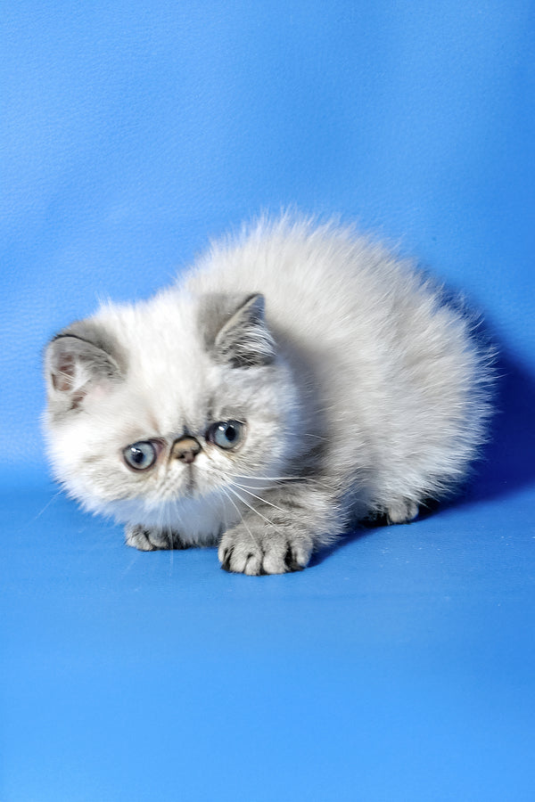 Samanta | Exotic Shorthair Kitten