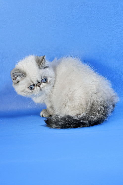 Samanta | Exotic Shorthair Kitten