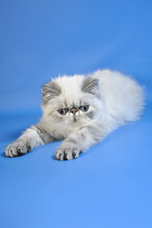 Samanta | Exotic Shorthair Kitten