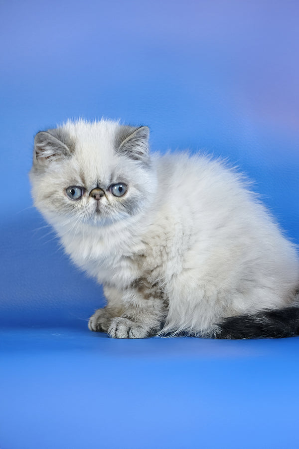Samanta | Exotic Shorthair Kitten