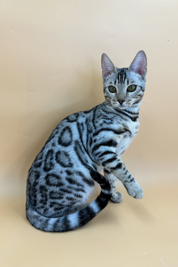 Samantha | Bengal Kitten