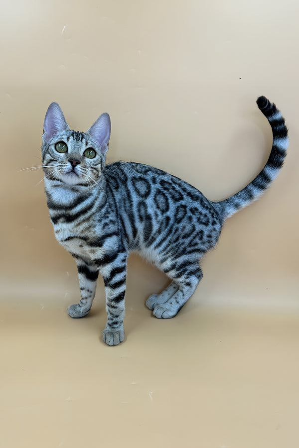 Samantha | Bengal Kitten
