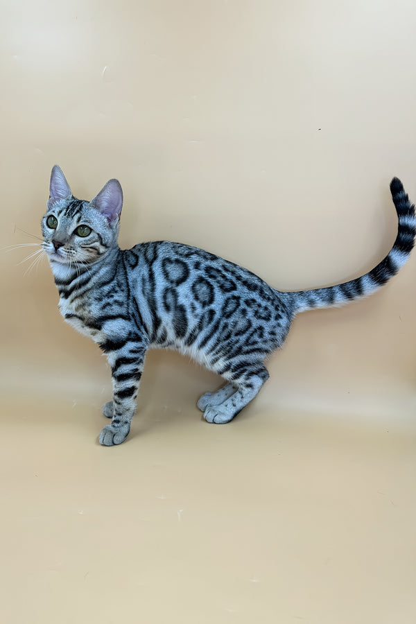 Samantha | Bengal Kitten