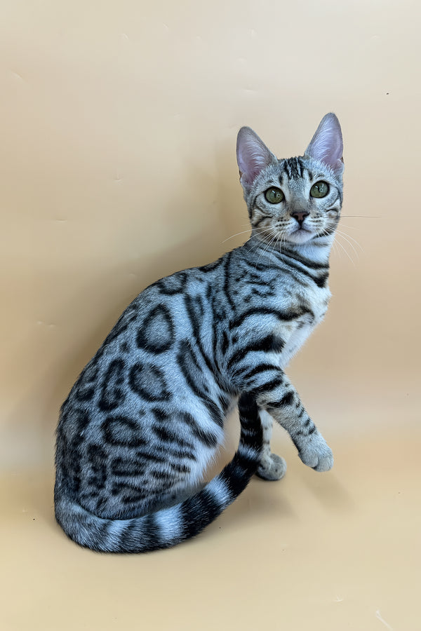Samantha | Bengal Kitten