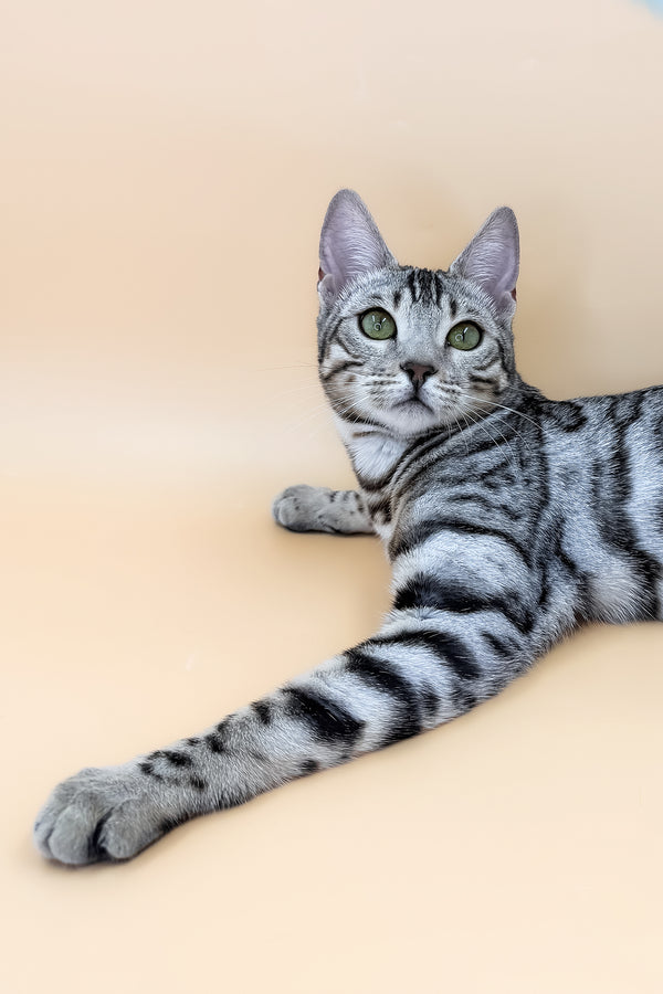 Samantha | Bengal Kitten