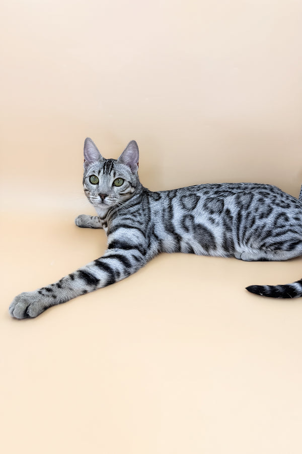 Samantha | Bengal Kitten