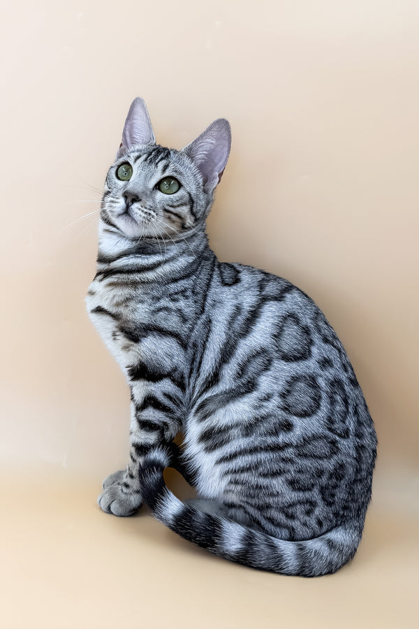 Samantha | Bengal Kitten
