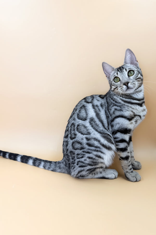 Samantha | Bengal Kitten