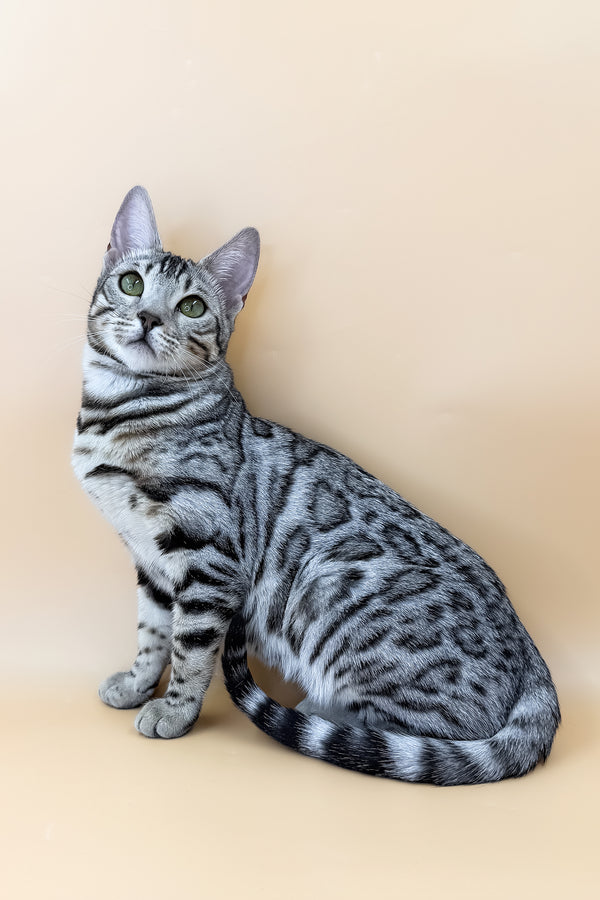 Samantha | Bengal Kitten