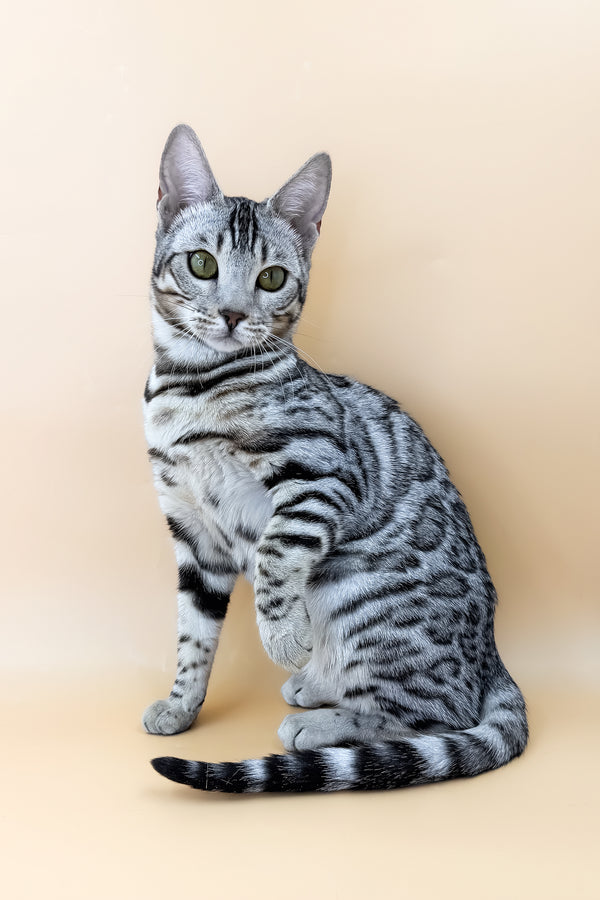 Samantha | Bengal Kitten