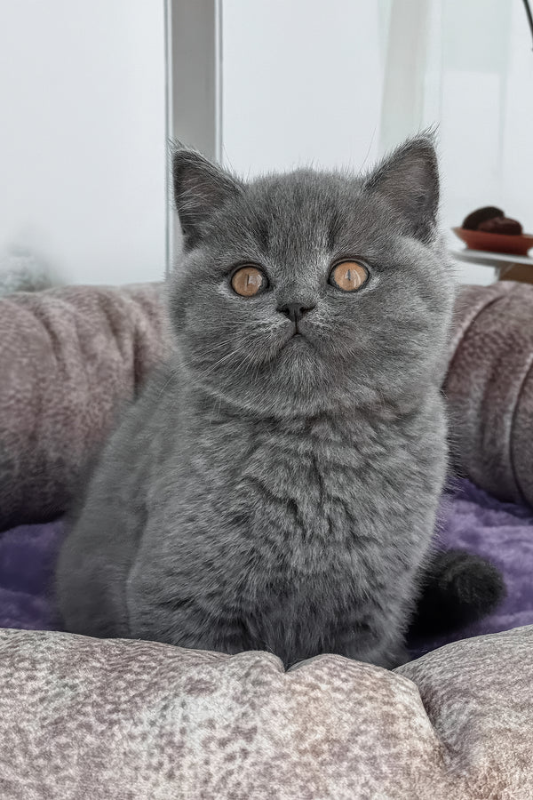 Samarcand | Scottish Straight Kitten