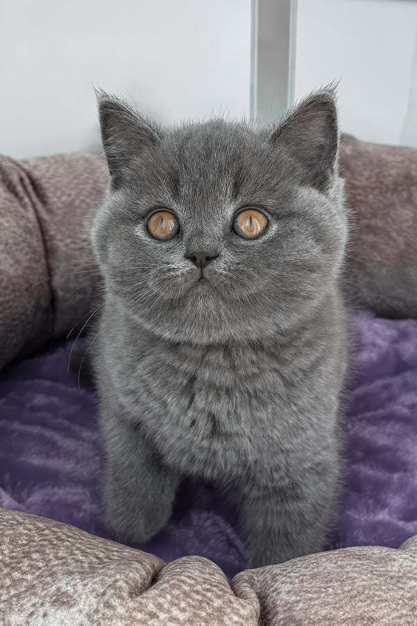 Samarcand | Scottish Straight Kitten