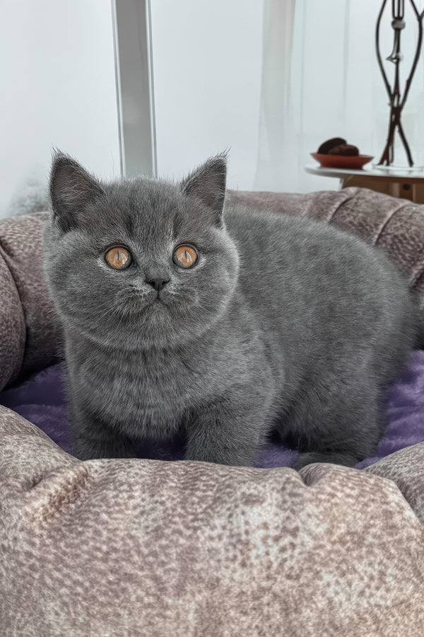 Samarcand | Scottish Straight Kitten