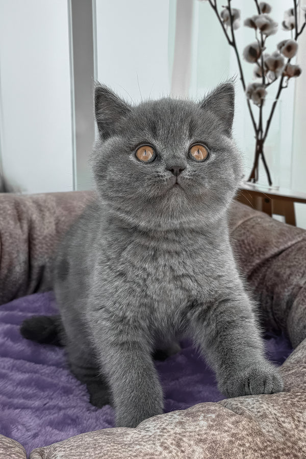 Samarcand | Scottish Straight Kitten