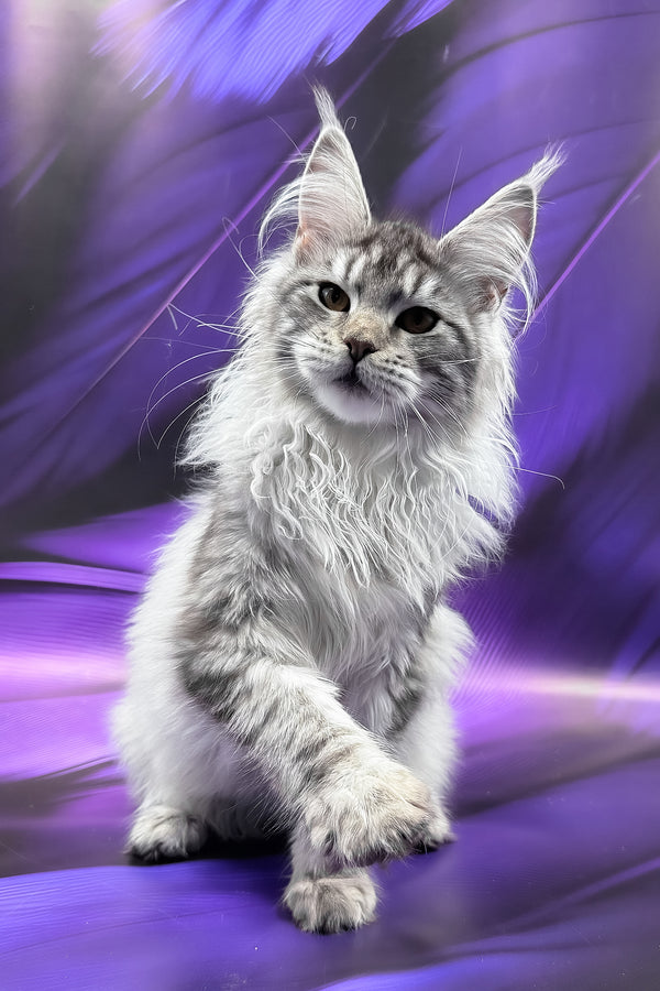 Samira | Maine Coon Kitten