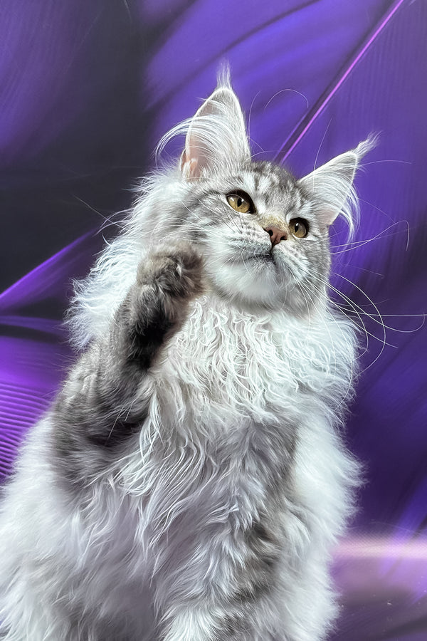 Samira | Maine Coon Kitten