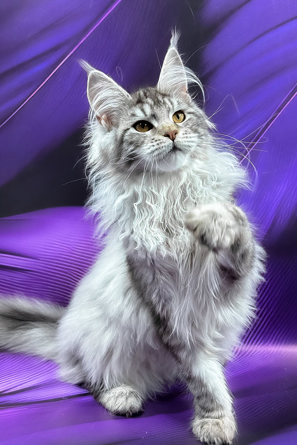 Samira | Maine Coon Kitten