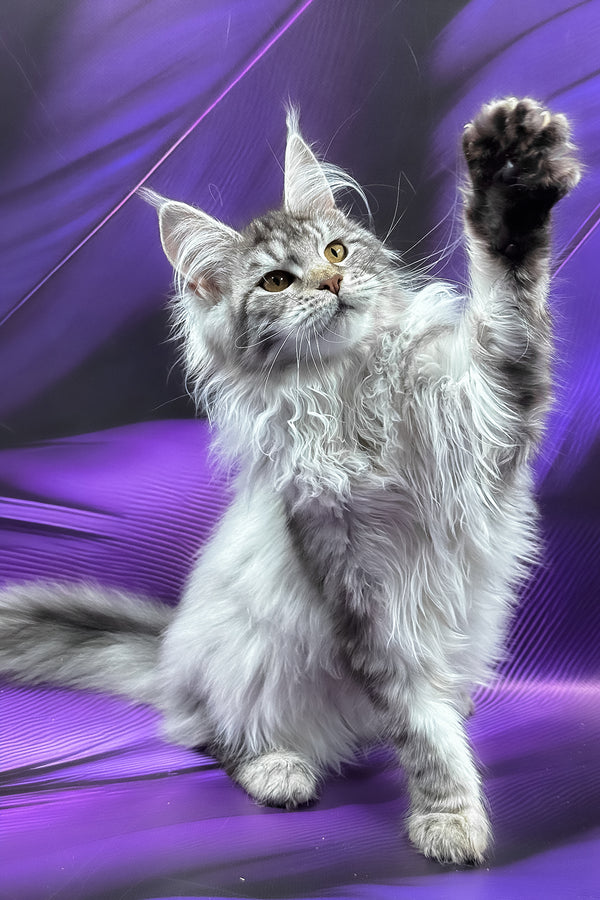Samira | Maine Coon Kitten