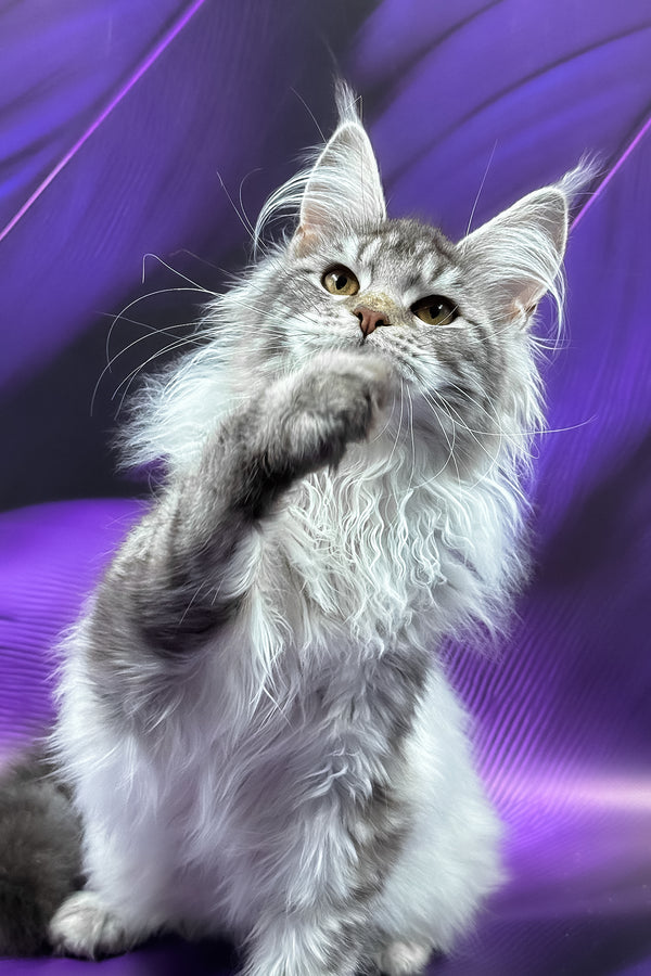 Samira | Maine Coon Kitten