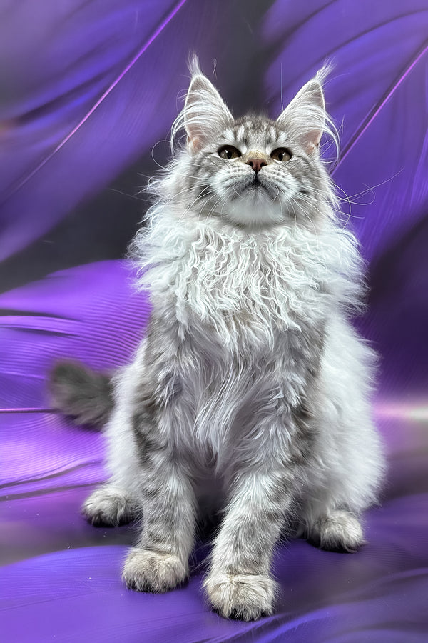 Samira | Maine Coon Kitten