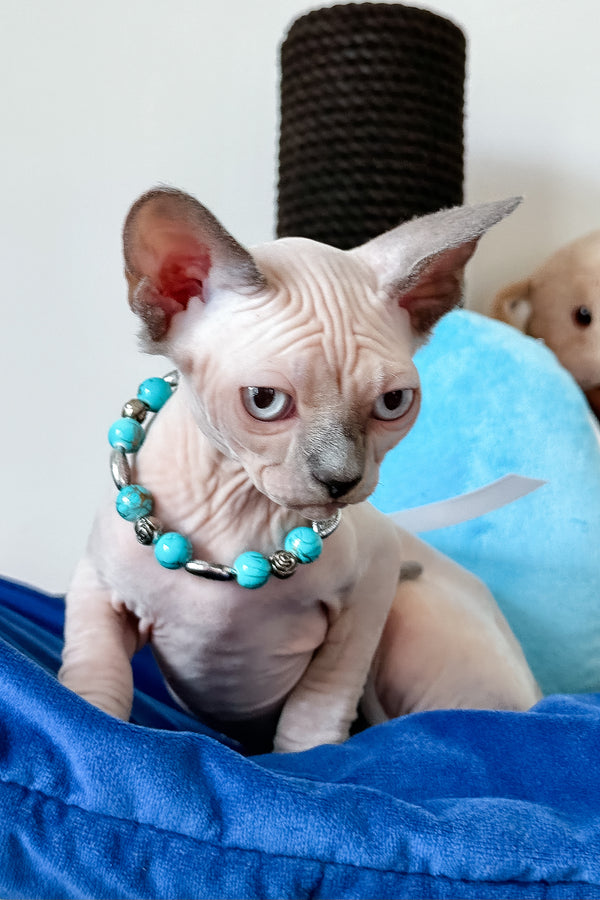 Samira | Canadian Sphynx Kitten