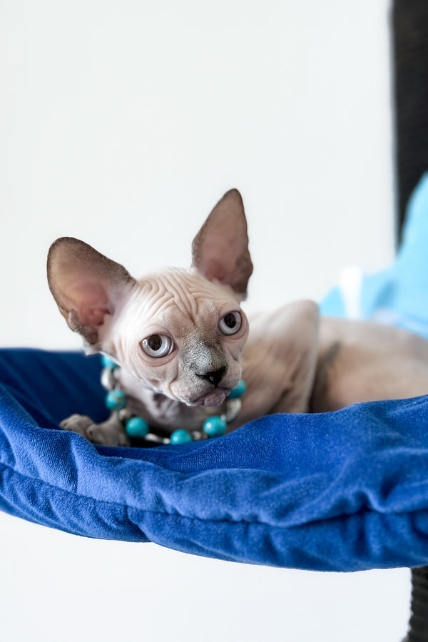 Samira | Canadian Sphynx Kitten