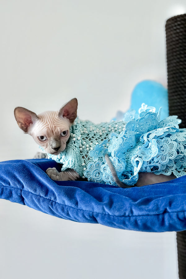 Samira | Canadian Sphynx Kitten