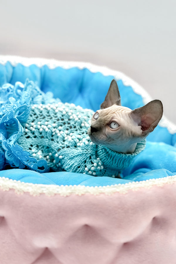 Samira | Canadian Sphynx Kitten