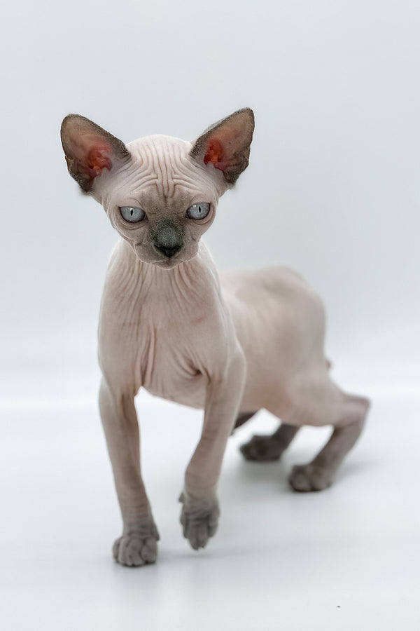 Samira | Canadian Sphynx Kitten
