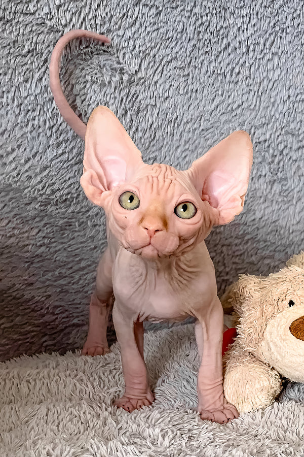 Sammy | Canadian Sphynx Kitten