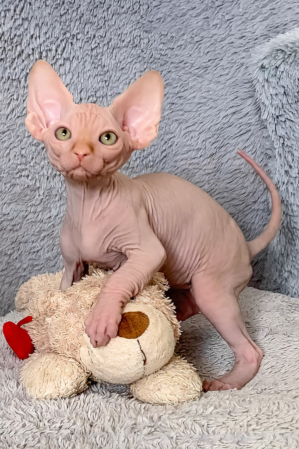 Sammy | Canadian Sphynx Kitten