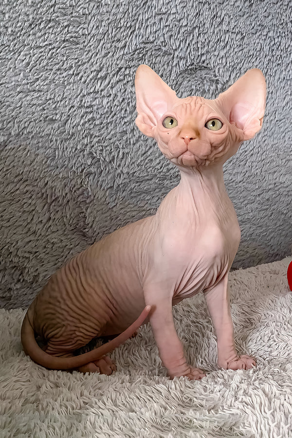 Sammy | Canadian Sphynx Kitten