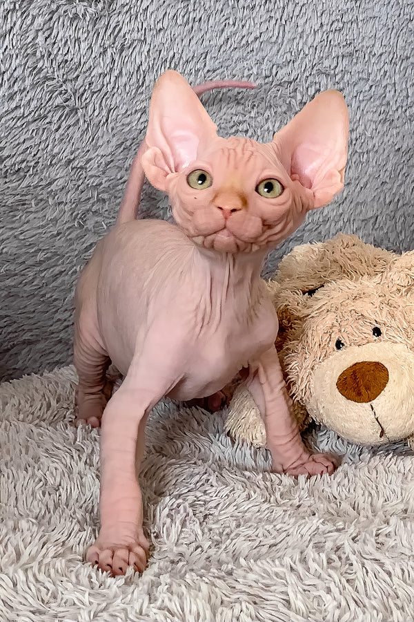 Sammy | Canadian Sphynx Kitten