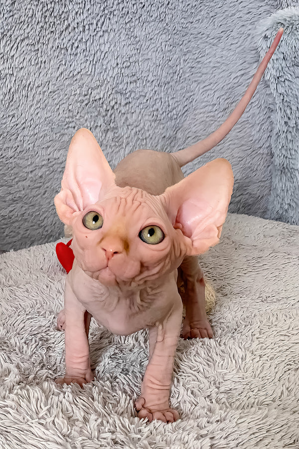 Sammy | Canadian Sphynx Kitten