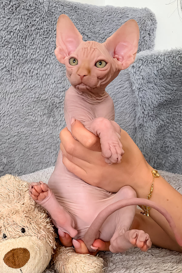 Sammy | Canadian Sphynx Kitten