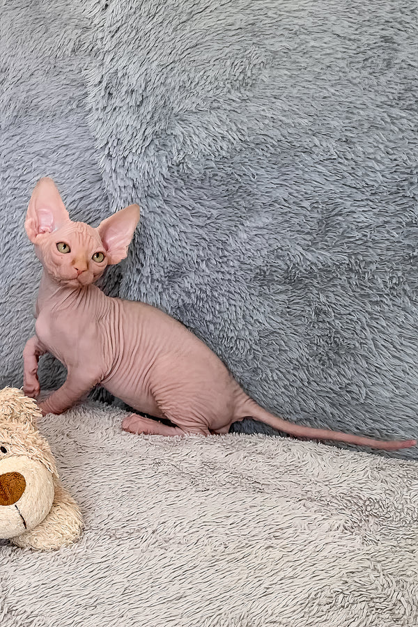 Sammy | Canadian Sphynx Kitten