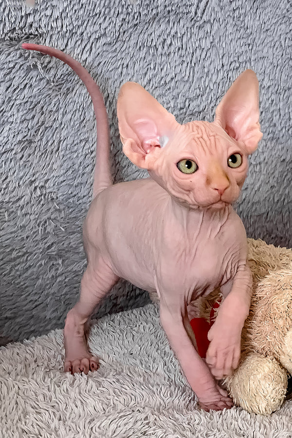 Sammy | Canadian Sphynx Kitten