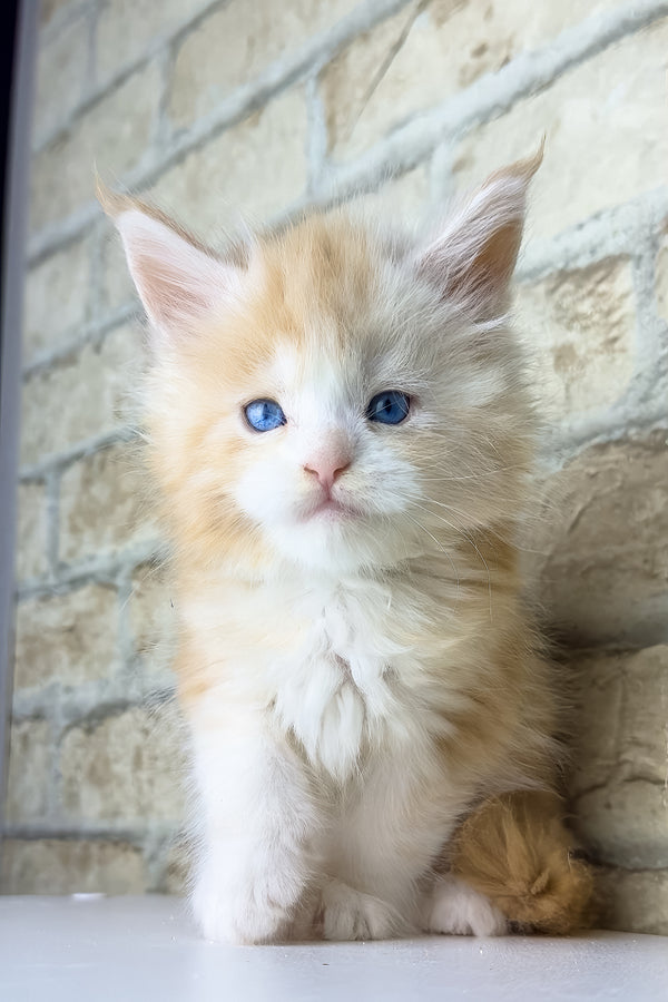 Samon | Maine Coon Kitten