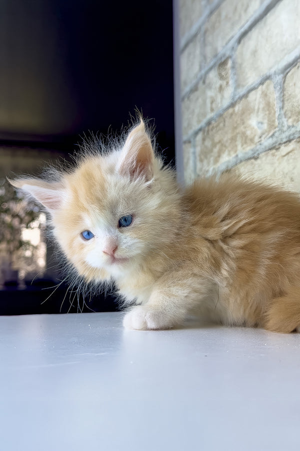 Samon | Maine Coon Kitten