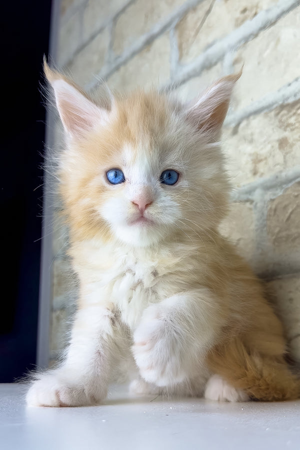Samon | Maine Coon Kitten