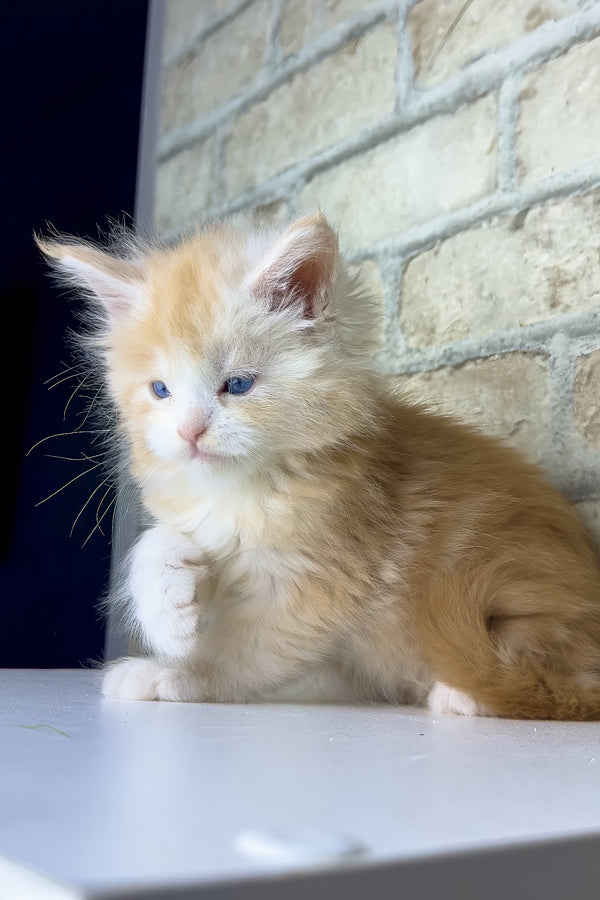 Samon | Maine Coon Kitten