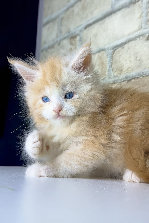 Samon | Maine Coon Kitten