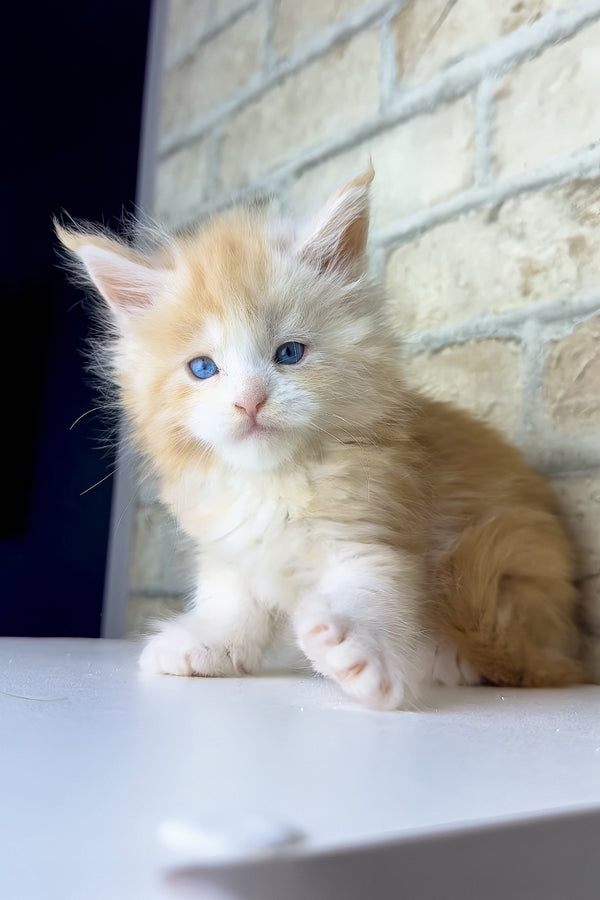 Samon | Maine Coon Kitten