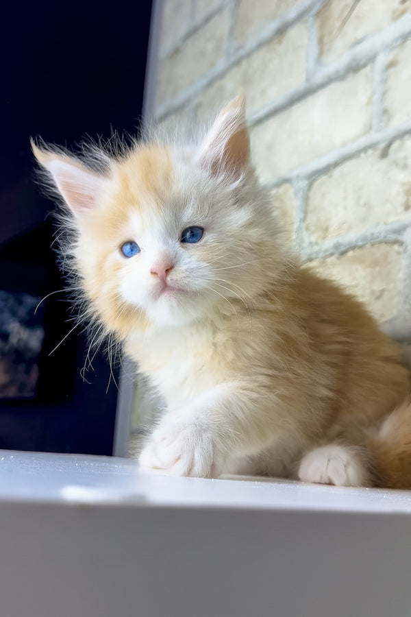 Samon | Maine Coon Kitten