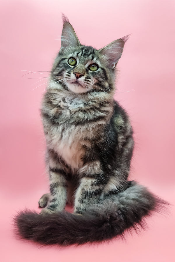 Samson | Maine Coon Kitten