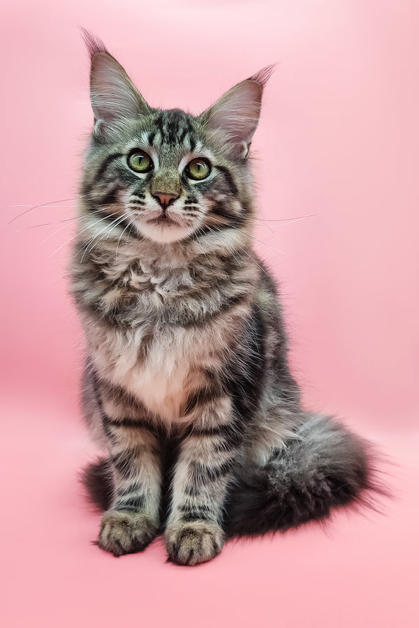 Samson | Maine Coon Kitten